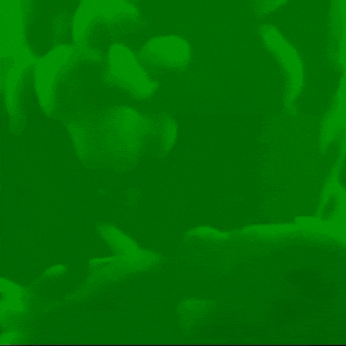 GREEN COFFEE Producto